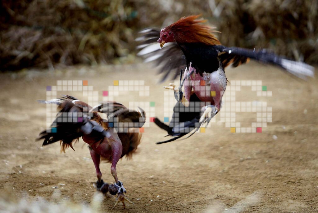 Top 3 giống gà đá cựa sắt được đánh giá cao